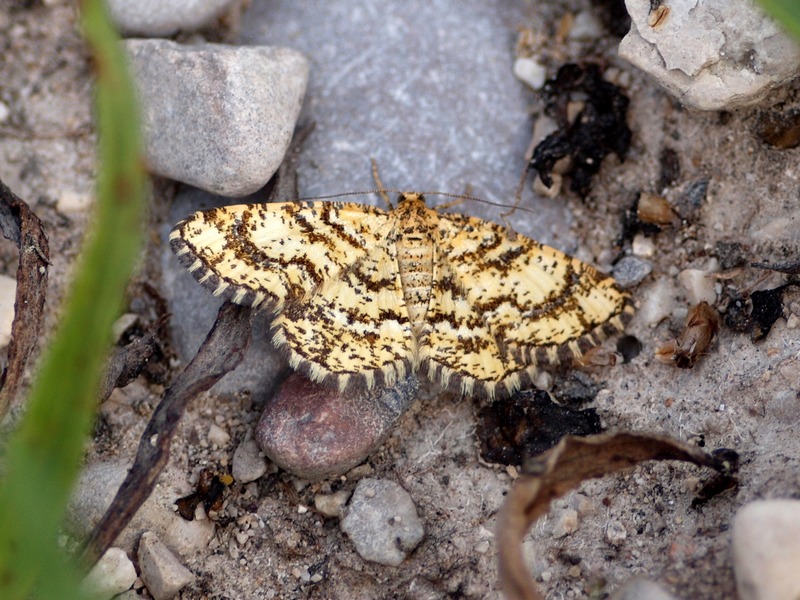 Geometridae - Heliomata glarearia